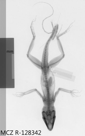 Media type: image;   Herpetology R-128342 Aspect: dorsoventral x-ray